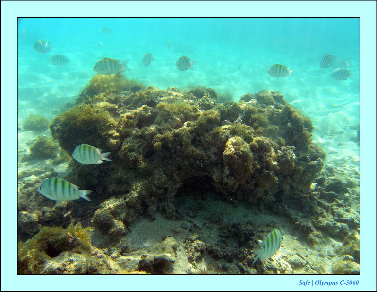 2005 - 11 - Maragogi - parc marin de gales 04.JPG